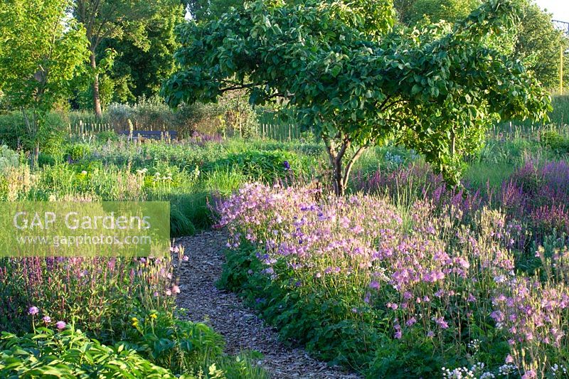 Columbines in the natural garden, Aquilegia vulgaris 