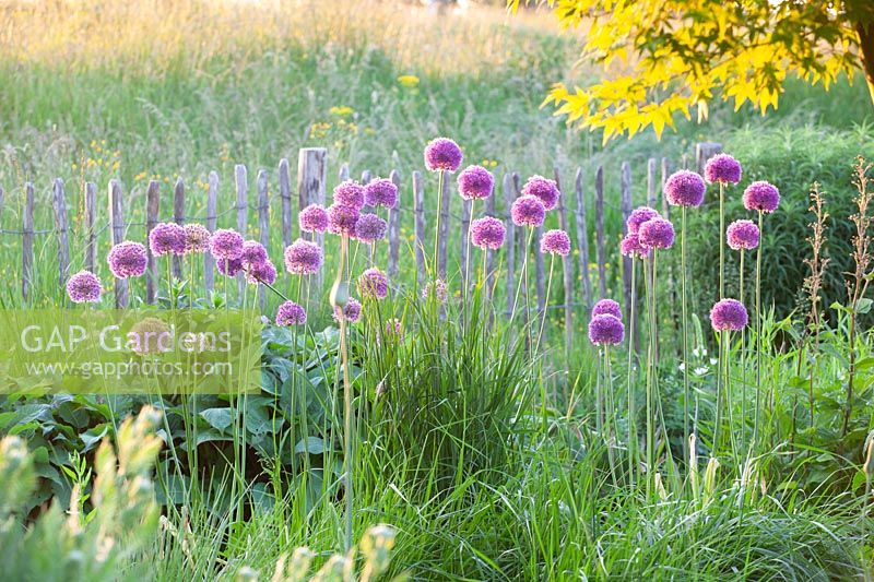 Ornamental onion, Allium giganteum 