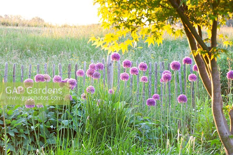 Ornamental onion, Allium giganteum 