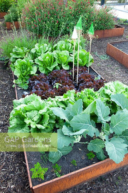 Vegetable bed with Corten steel edging 