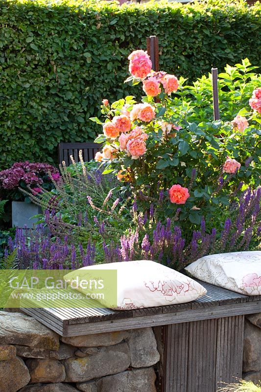 Seating area with roses and sage, Rosa Augusta Luise, Salvia 
