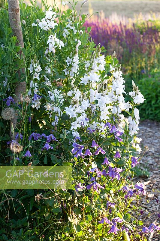 Clematis integrifolia Floris V, Campanula latifolia Alba 