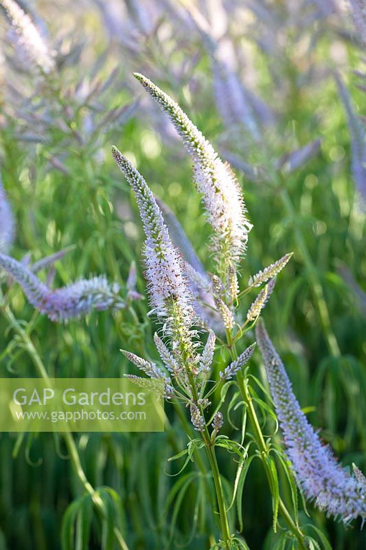 Candelabra speedwell, Veronicastrum virginicum Lavender tower, Culvers Root 