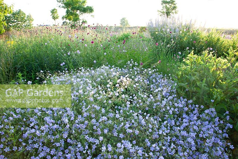 Natural garden with cranesbill, Geranium Blue Cloud, Knautia arvensis, Knautia macedonica 