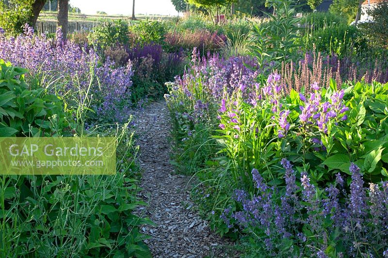 Natural garden with Salvia nemorosa, Nepeta grandiflora Wild Cat, Campanula latifolia 