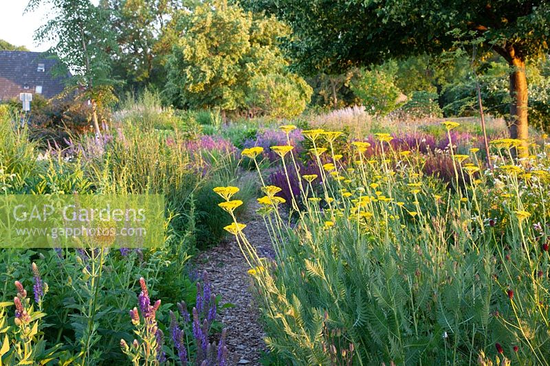 Natural garden with yarrow, sage and catnip, Achillea filipendula Coronation Gold, Salvia nemorosa Caradonna, Nepeta 