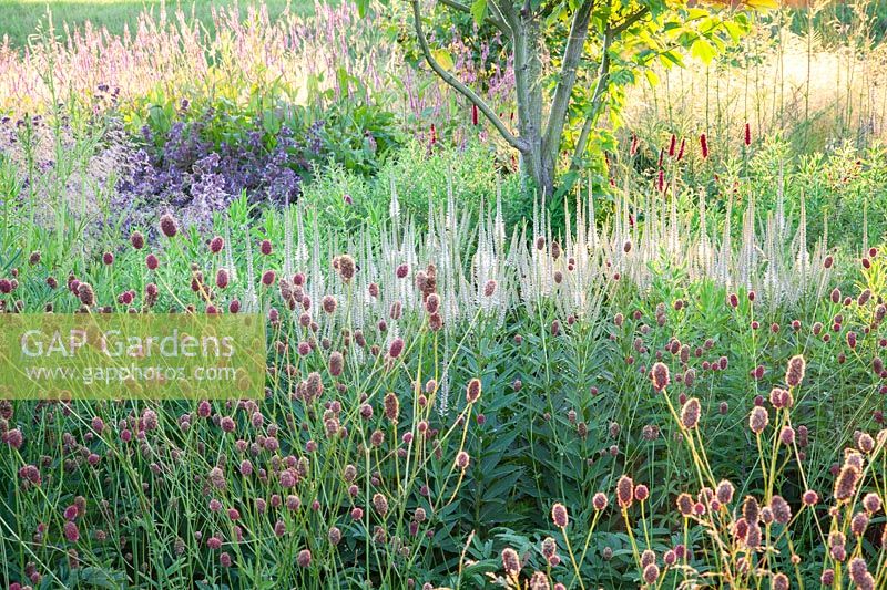 Natural Garden, Sanguisorba officinalis Henk Gerritsen, Veronicastrum virginicum Diana 