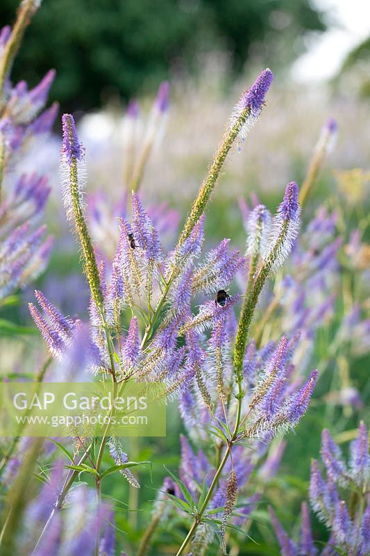 Candelabra speedwell, Veronicastrum virginicum Fascination 