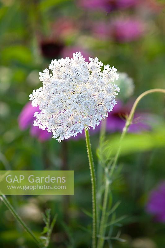 Wild carrot, Daucus carota 