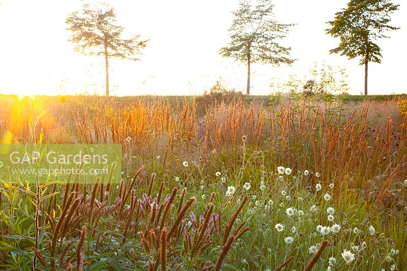 Reed Grasses in July, Calamagrostis acutiflora Karl Förster, Reed Grasses in July, Calamagrostis acutiflora Karl Förster 