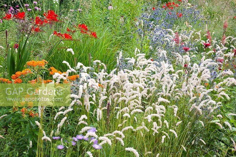 Bed with pearl grass, Melica ciliata 