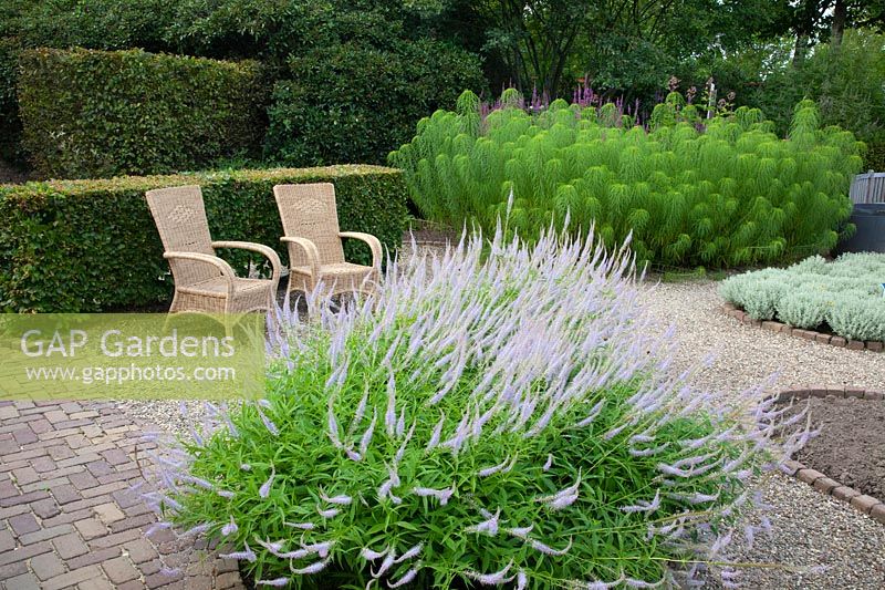 Seating area with Candelabra speedwell, Veronicastrum virginicum Lavender tower 