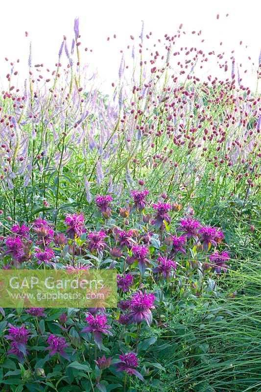 Sanguisorba officinalis Arnhem, Monarda On Parade, Veronicastrum virginicum Fascination 