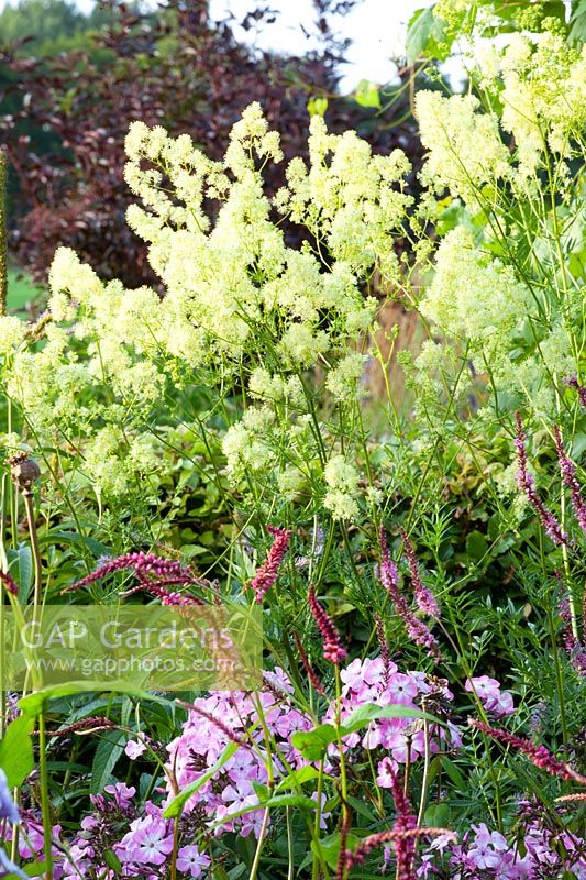 Meadow-rue, Thalictrum lucidum 