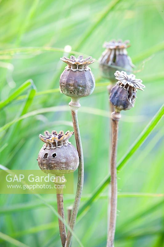 Seed capsules of opium poppy, Papaver somniferum 