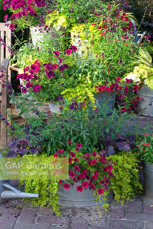 Colorful summer plants in pots 