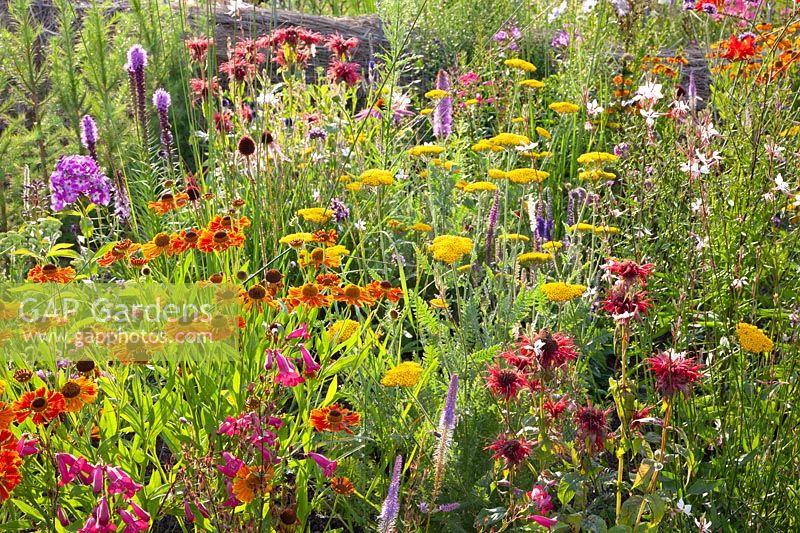 Prairie Border, Achillea, Helenium, Penstemon, Prairie Border, Achillea, Helenium, Penstemon 