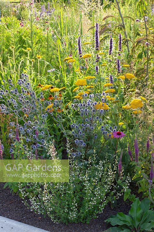 Small perennial bed, Agastache rugosa Black Adder, Achillea, Eryngium planum, Calamintha nepeta 