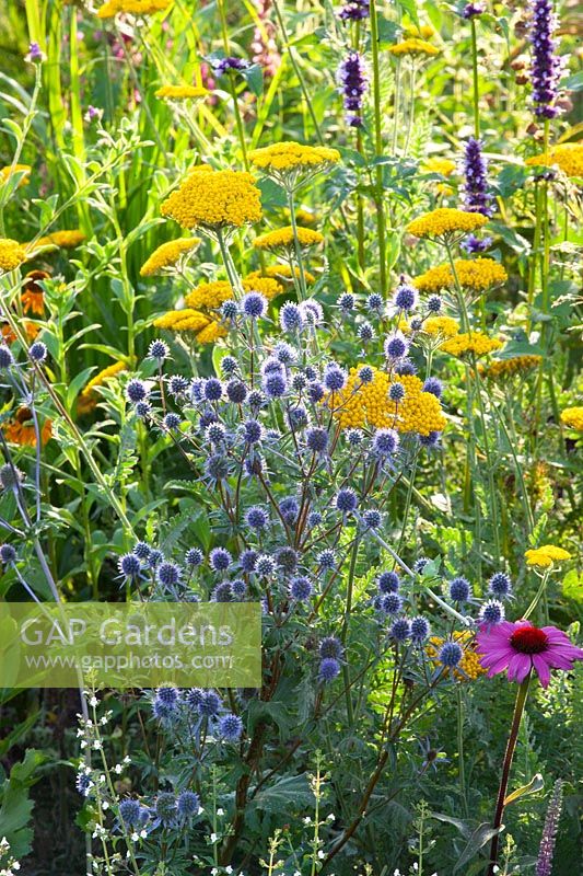 Small perennial bed, Eryngium planum, Achillea 