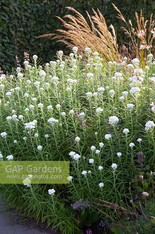 Small Perennial Border, Small Pairie Border 