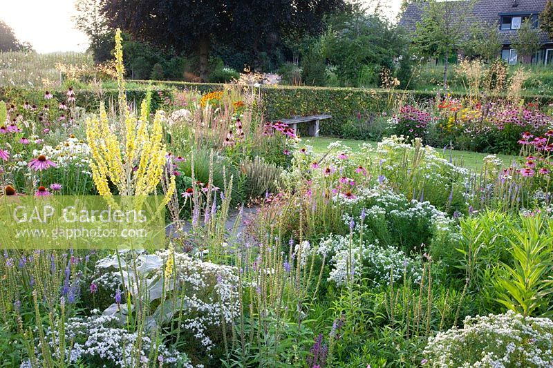 Prairie bed with mullein, purple coneflower and mountain mint, Echinacea purpurea, Pycnanthemum, Verbascum olympicum 