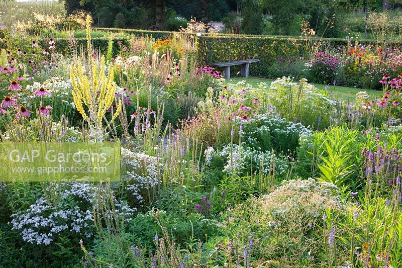 Prairie bed with mullein, purple coneflower and mountain mint, Echinacea purpurea, Pycnanthemum, Verbascum olympicum 