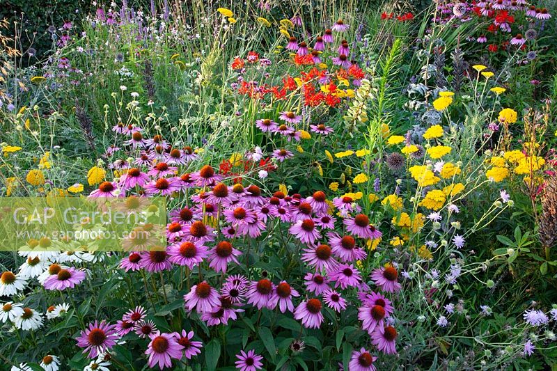 Small perennial bed, Echinacea purpurea, Achillea, Crocosmia 