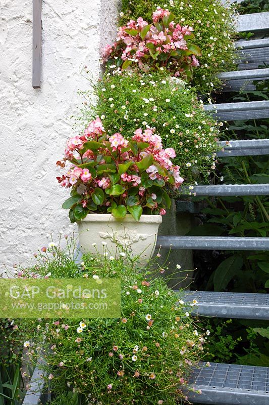 Stairs with pots, Begonia, Erigeron karvinskianus 