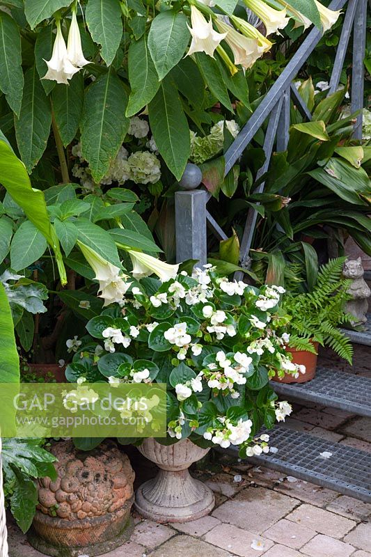 Begonia in pot, Begonia semperflorens 