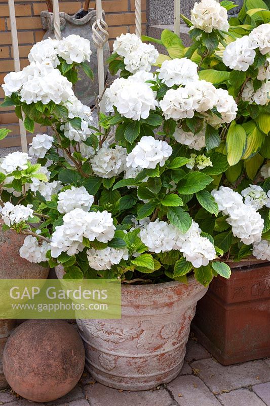 Hydrangea macrophylla in a terracotta pot 