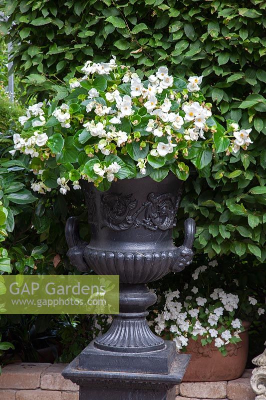 Begonia in pot, Begonia semperflorens 