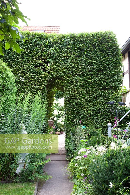 Beech hedge with passage, Fagus sylvatica 