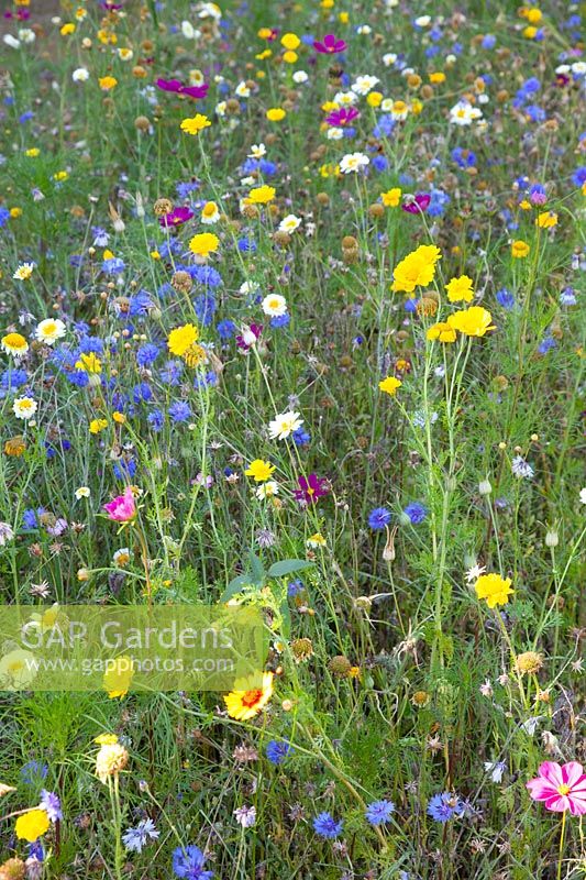 Wildflower meadow 