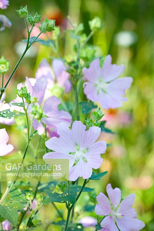 Mallow, Malva moschata 