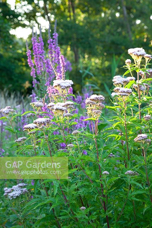 Common agrimony, Eupatorium cannabium 