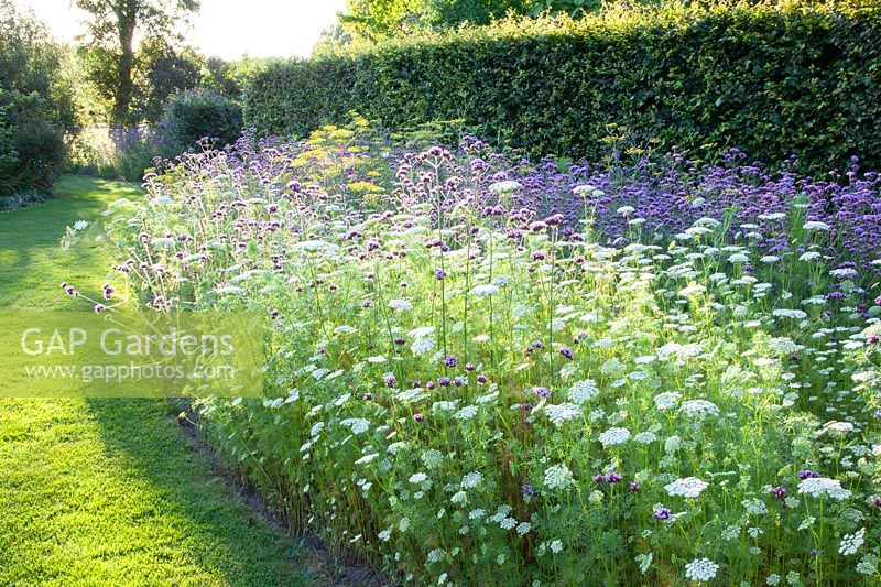 Bed with annuals, Verbena bonariensis, Ammi visnaga, Foeniculum vulgare 