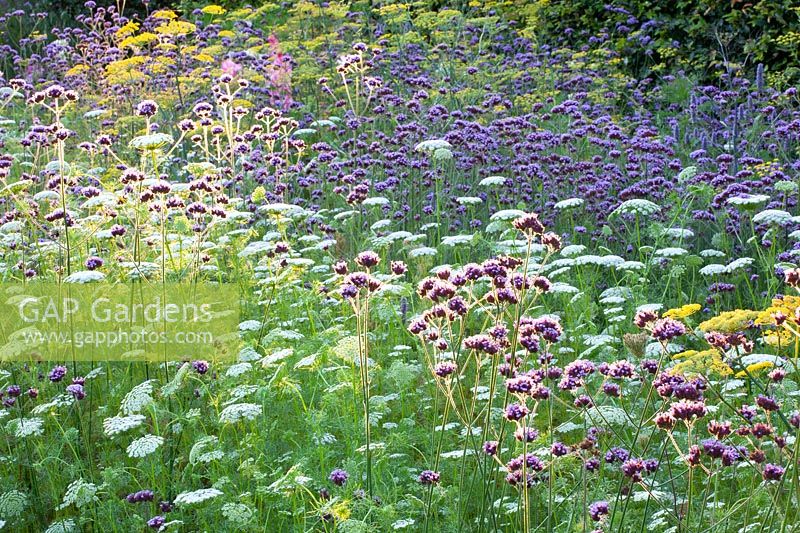 Bed with annuals, Verbena bonariensis, Ammi visnaga, Foeniculum vulgare 