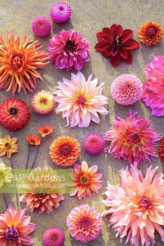 Tableau with dahlias 