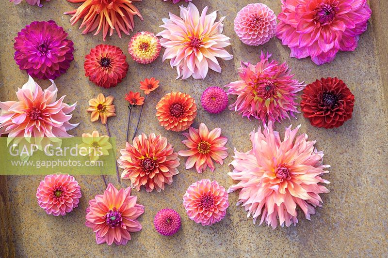 Tableau with dahlias 