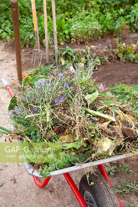 Wheelbarrow with plant residues for compost 