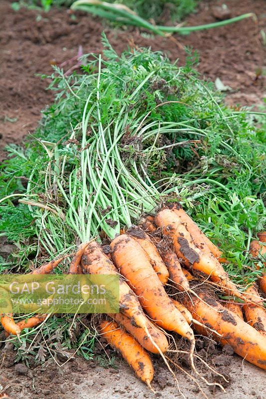 Freshly harvested carrots 