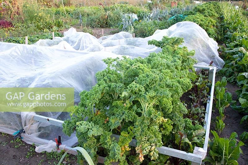 Kale in the bed 