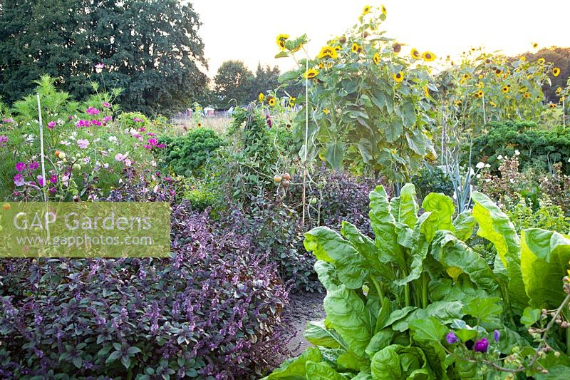 Summer flowers, vegetables and basil 