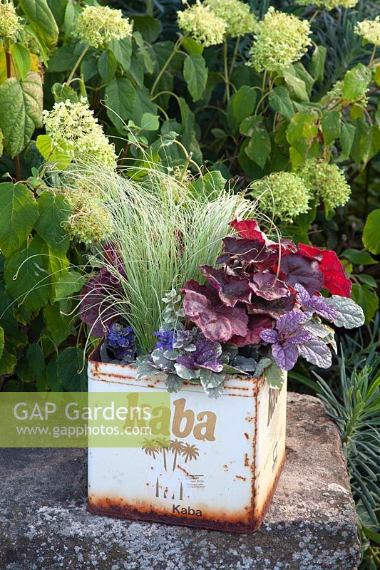 Plants in old cocoa tin 