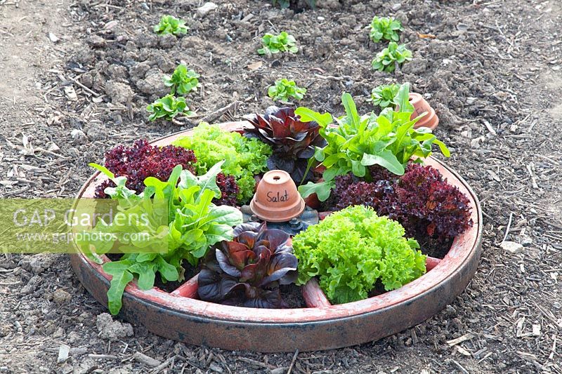 Salads planted in a wagon wheel 