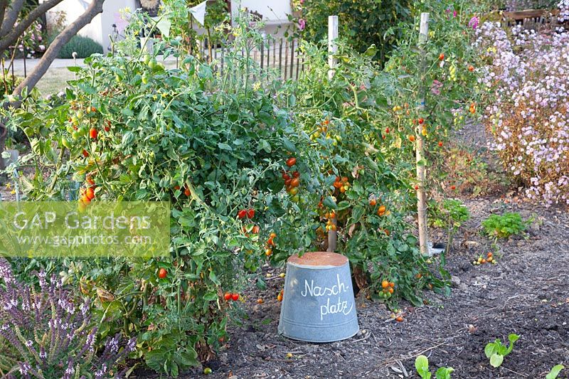 Tomatoes in the vegetable garden, Solanum lycopersicum 