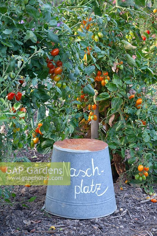 Tomatoes in the vegetable garden, Solanum lycopersicum 