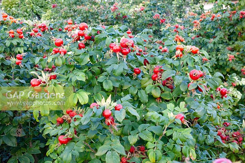 Rose hedge with rose hips, Rosa rugosa 