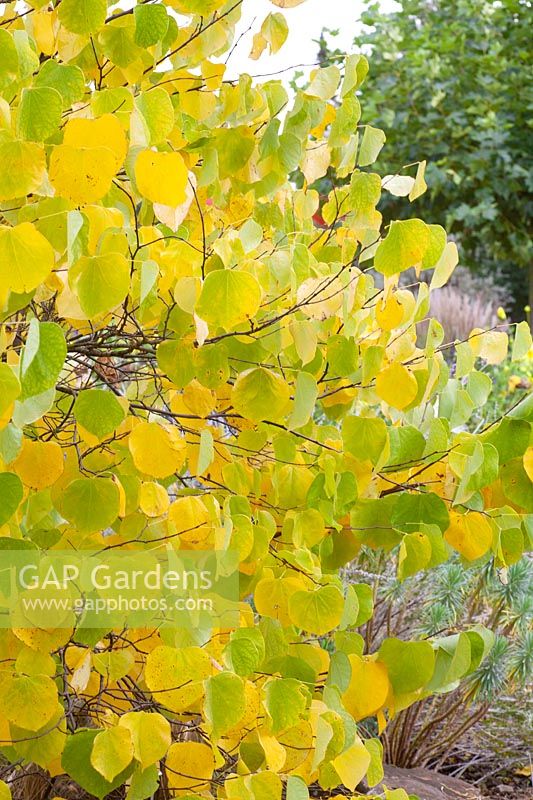 Judas tree in autumn, Cercis canadensis Pauline Lily 