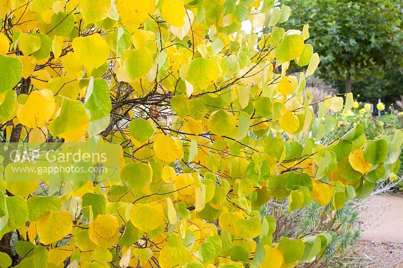 Judas tree in autumn, Cercis canadensis Pauline Lily 